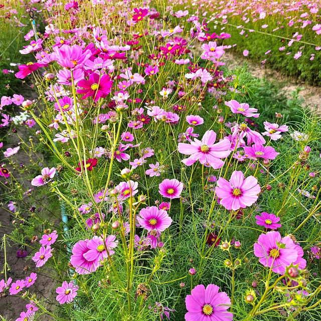 花の楽園でひとやすみ🌼ウドンターニーの癒しスポット、バンク・ベンジャマート公園へ！ #ウドンターニー #タイ旅行 #バ