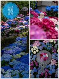 今、奈良で見るべき絶景✨岡寺 あじさゐ回廊開催中5/24~7/6まで✨