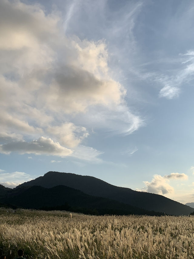 【奈良🇯🇵】曽爾高原で秋の絶景を🍂