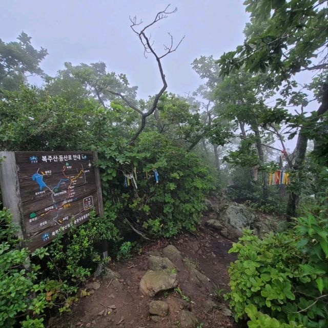Forest Feels & Quite Trails at Bokjusan 