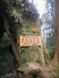 阿里山一日精華遊：與神木、雲海和森林鐵路的邂逅