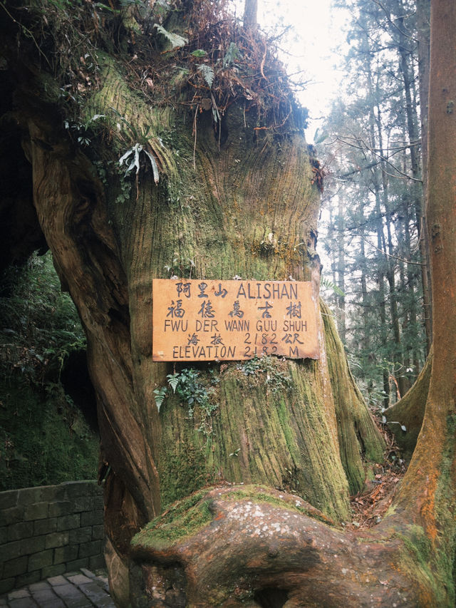 阿里山一日精華遊：與神木、雲海和森林鐵路的邂逅