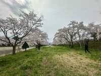 🌸 日本高山賞櫻實用指南🌸