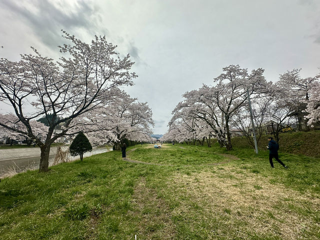 🌸 日本高山賞櫻實用指南🌸