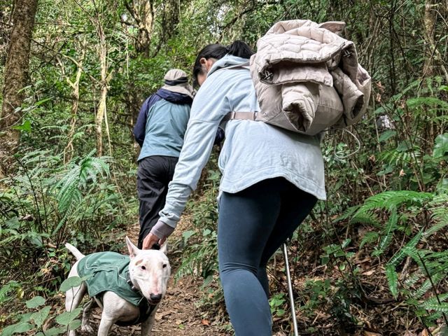 🌲【高黎貢山 · 穿越雲端的原始之境】