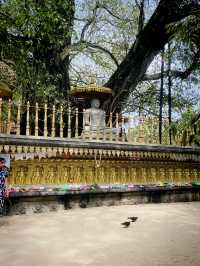 Kelaniya raja maha viharaya