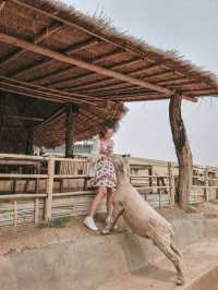 Fluffy Fun at Akha Farmville, Chiang Rai 🐑🌾💚