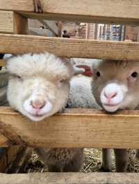 Cutest Farm Day Ever at Sanghafarm
