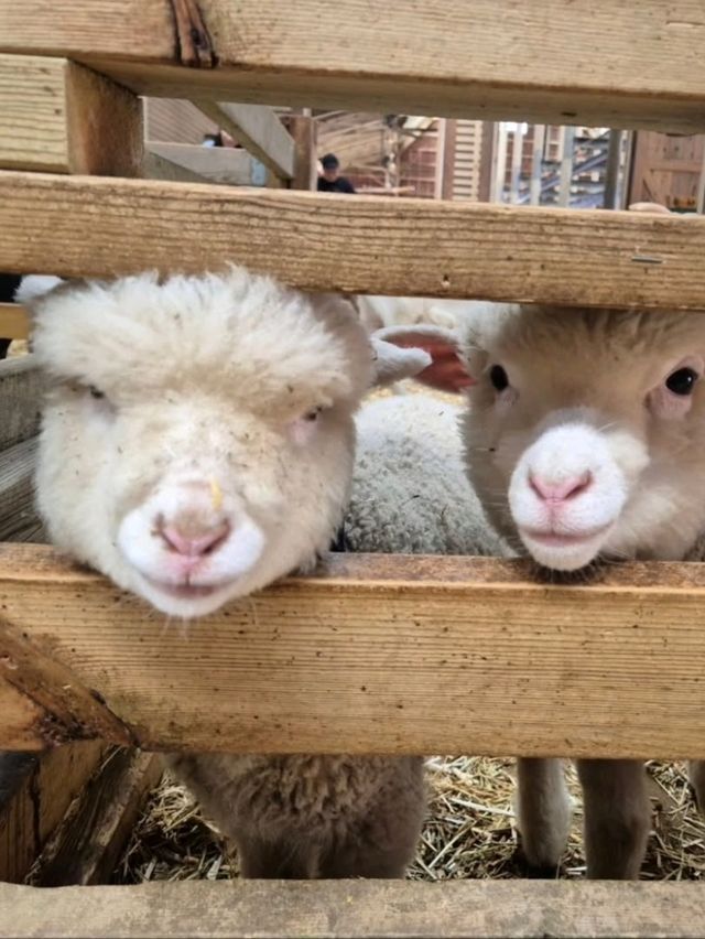 Cutest Farm Day Ever at Sanghafarm