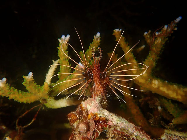 Diving liveaboard sokaraja