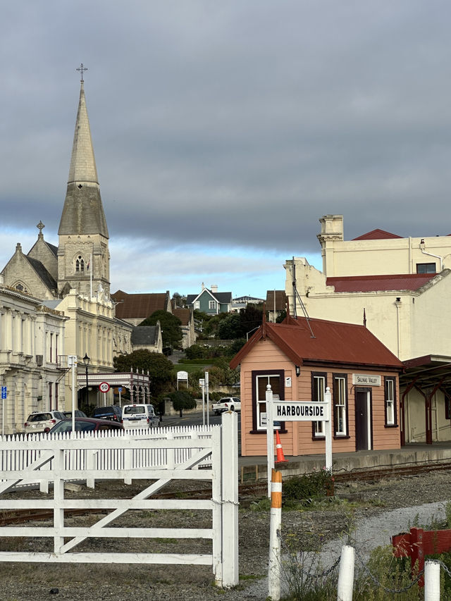 🇳🇿Oamaru: Seeing wild penguins that close? 10/10, no regrets 🐧