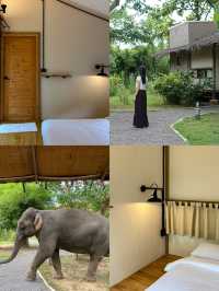 เปิดประสบการณ์พักในปางช้าง #กาญจนบุรี 🐘🌿