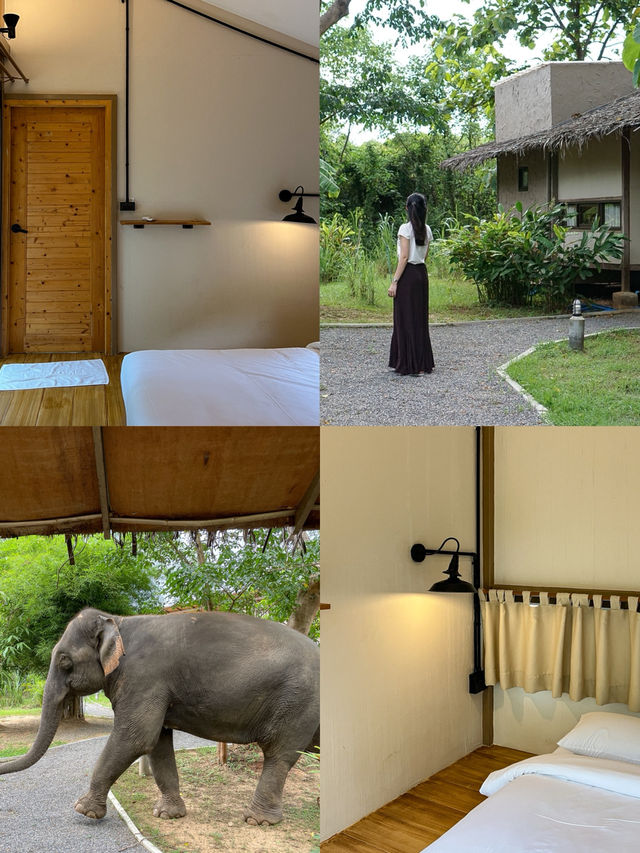 เปิดประสบการณ์พักในปางช้าง #กาญจนบุรี 🐘🌿