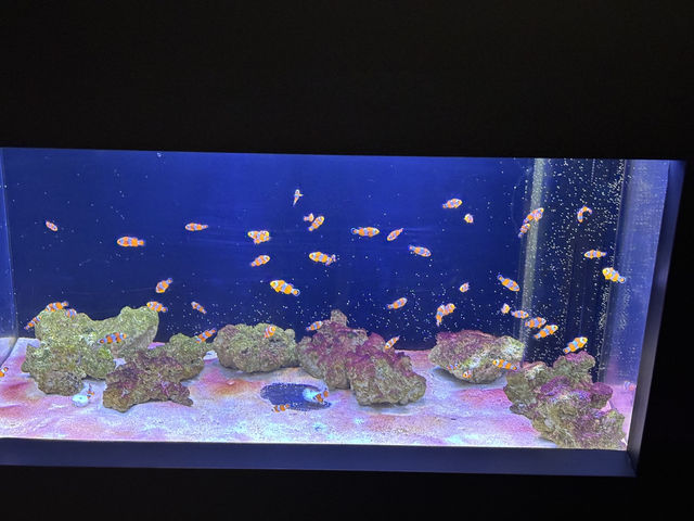 上越市立水族博物館（色調非常漂亮）
