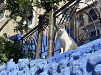 【シャウエン（Chefchaouen）は“猫の国”｜青い迷路でのんびり佇む癒しの相棒たち】
