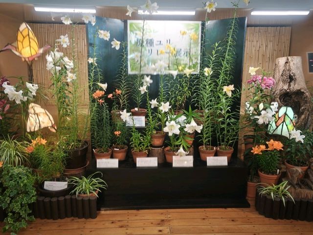 彷彿置身荷蘭的“鳥取花迴廊”🌷🌺🪴🪻