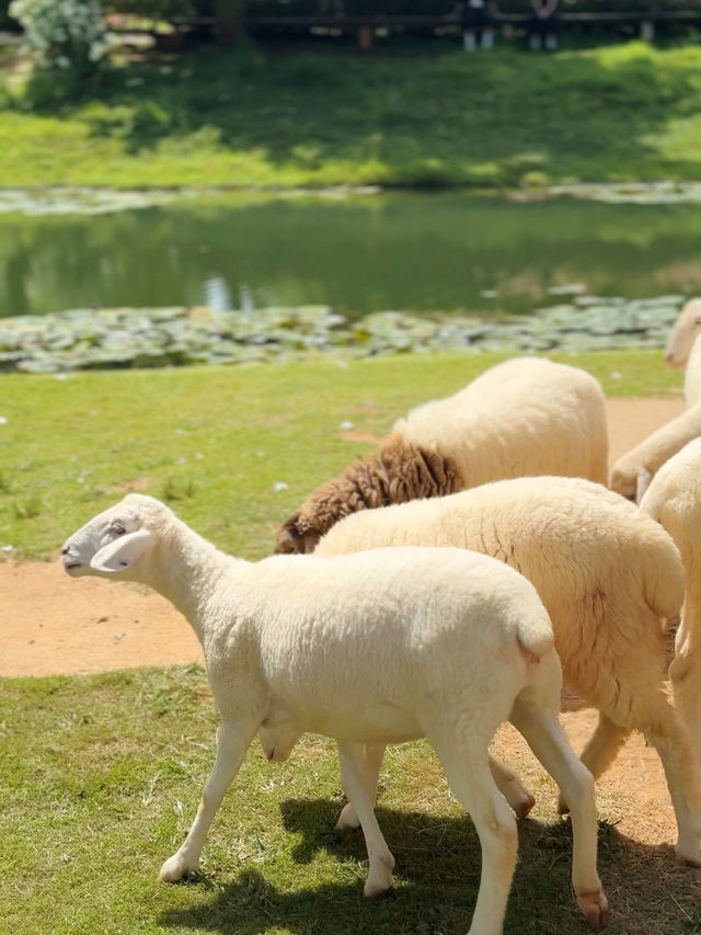คาเฟ่เขาใหญ่ Bucolic Khaoyai 🌳🌲🍃🪵🧺🤎