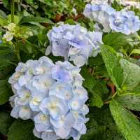 京都 | 京都府立植物園，盛夏的繡球花海
