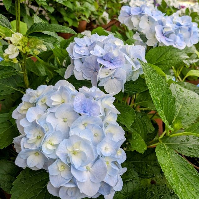 京都 | 京都府立植物園，盛夏的繡球花海