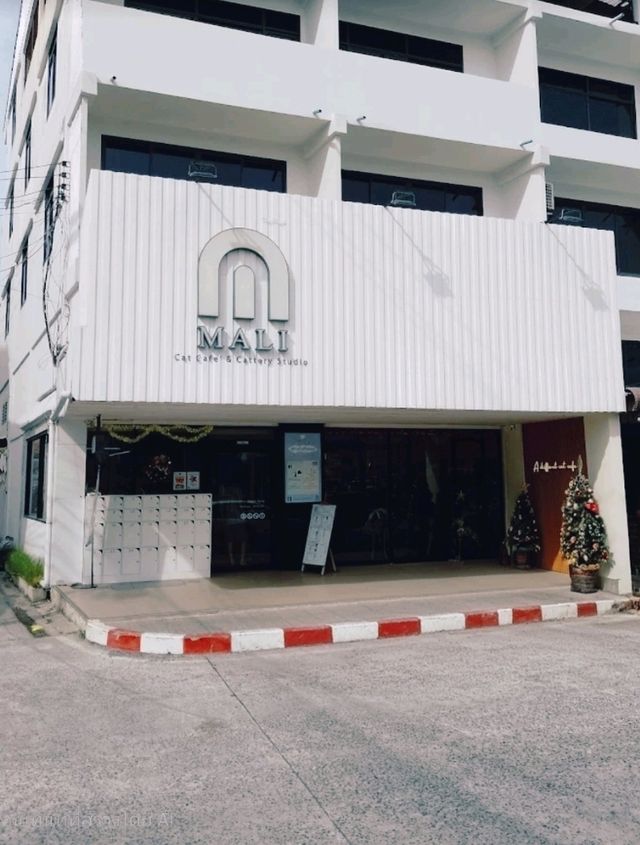 Mali Cat Cafe เป็นคาเฟ่แมวที่อยู่ตรงข้าม ม.บูรพา