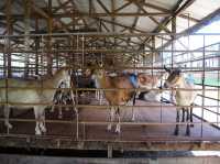 🐐 Goat Encounters & Fresh Milk Delights at Hay Dairies!