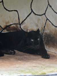 Did You Know?Your Birthday=FREE Entry To Zoo Negara!