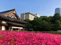 東京 増上寺 🏯🌸