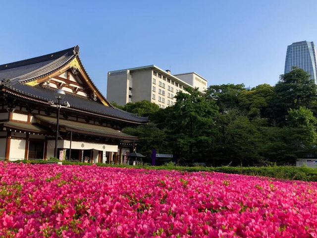 東京 増上寺 🏯🌸