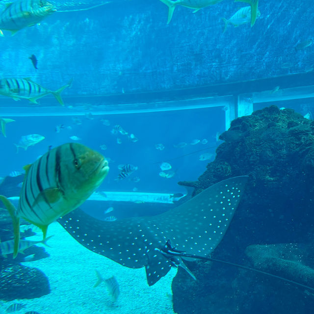 Dining Under the Sea: Koral’s Magical Culinary Dive 🇮🇩