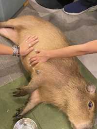 Cafe Capyba – Tokyo’s Cozy Capybara Retreat  
