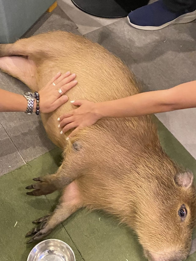 Cafe Capyba – Tokyo’s Cozy Capybara Retreat  