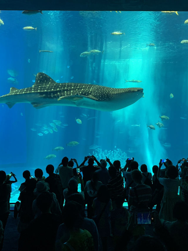 🐋오키나와에서 가장 유명한 추라우미 수족관