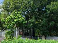 Glasshopper Cafe: A Glasshouse Escape in Kuala Lumpur