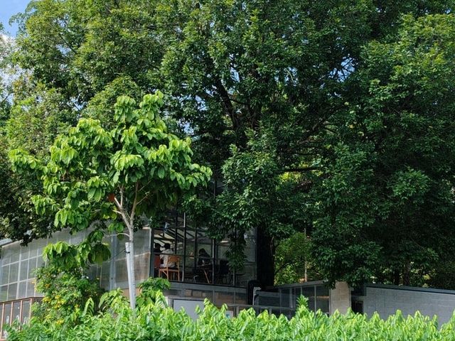 Glasshopper Cafe: A Glasshouse Escape in Kuala Lumpur