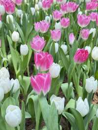 Miracle of Natural Rayong 🌸🌷🌼❄️