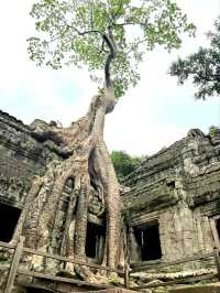Whispers of the Jungle: The Magic of Ta Prohm Temple