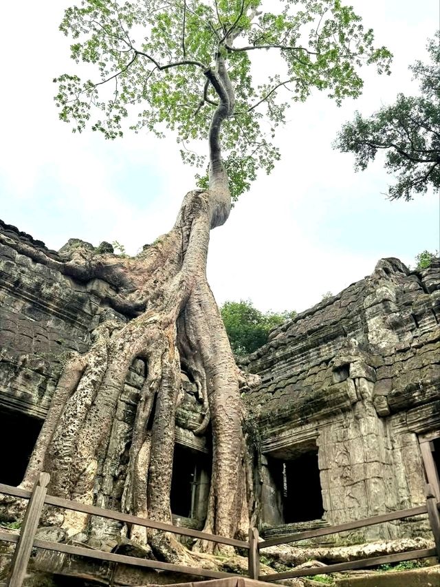 Whispers of the Jungle: The Magic of Ta Prohm Temple