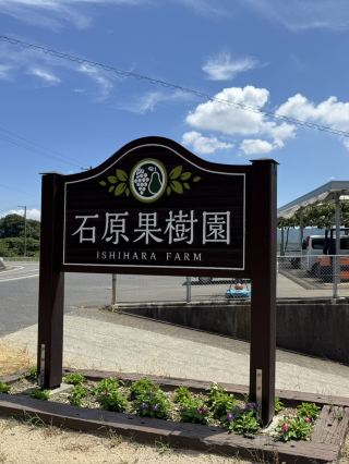 🍇 Grapes picking at Ishihara Orchard
