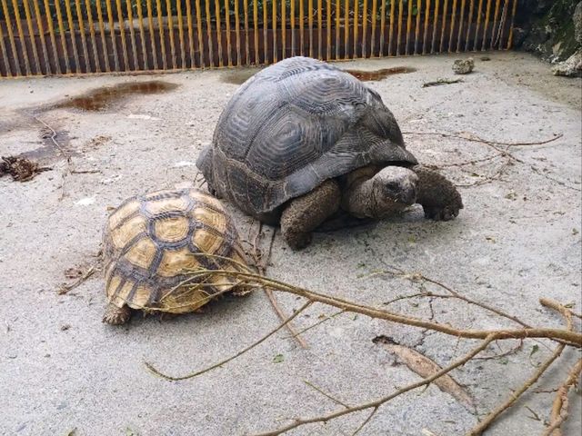 🐢 浮潛天堂就在小琉球｜中澳沙灘 Zhongao Beach，遇見海龜的第一站！