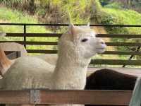 The Sheep Sanctuary: Soft Wool, Cool Air, Sweet Moments! 🍓🌿