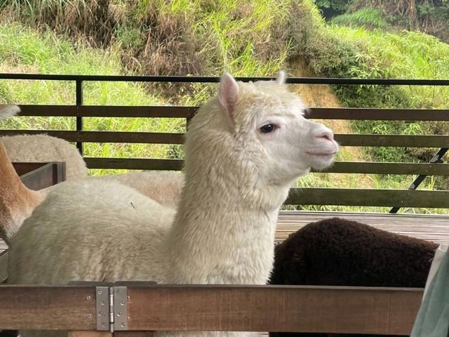 The Sheep Sanctuary: Soft Wool, Cool Air, Sweet Moments! 🍓🌿