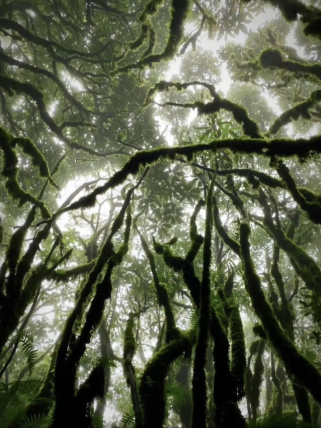 【哀牢山｜雲南的雲霧秘境】