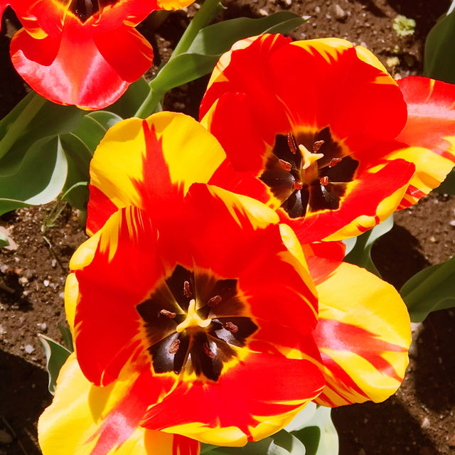 🌷横浜公園のチューリップと近場観光の組み合わせプラン