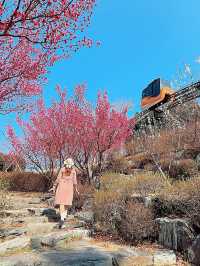 봄이오는걸 알리는 홍매화 포인트 :: 울산 ❤️✅