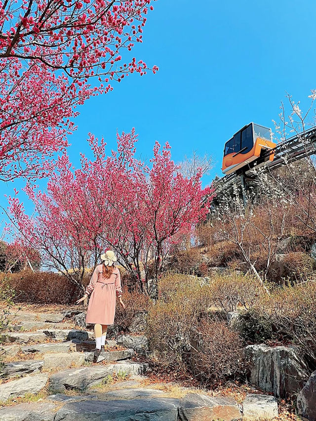 봄이오는걸 알리는 홍매화 포인트 :: 울산 ❤️✅ 봄이오는걸 알리는 홍매화 포인트 :: 울산 ❤️✅