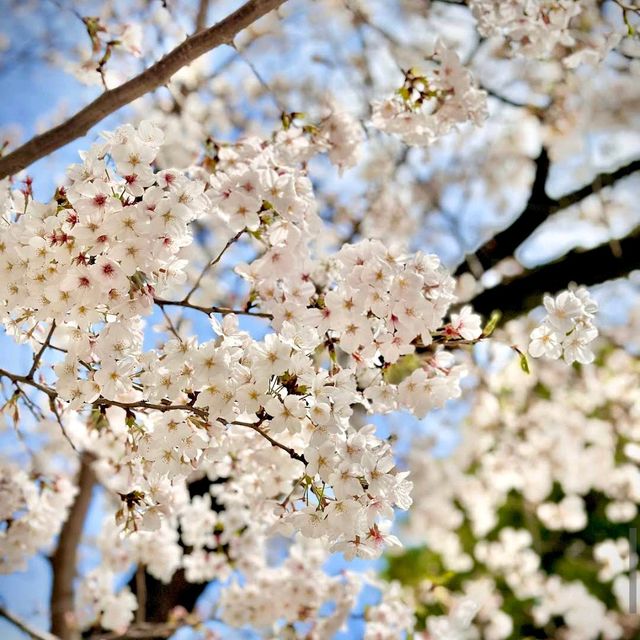 Sumida Park