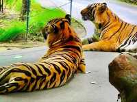 與猛獸近距離接觸的芭提雅老虎園 Tiger Park Pattaya