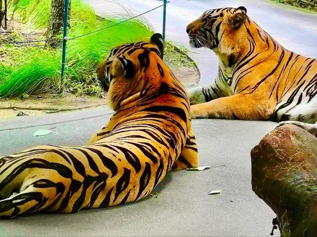 與猛獸近距離接觸的芭提雅老虎園 Tiger Park Pattaya