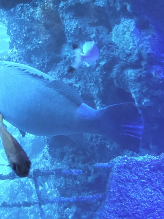 🌊 屏東海生館｜親子必去的海洋探險之旅 🐧🐠🐋