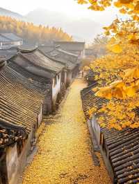 Autumn in Tengchong – The Golden Paradise of Ginkgo Trees 